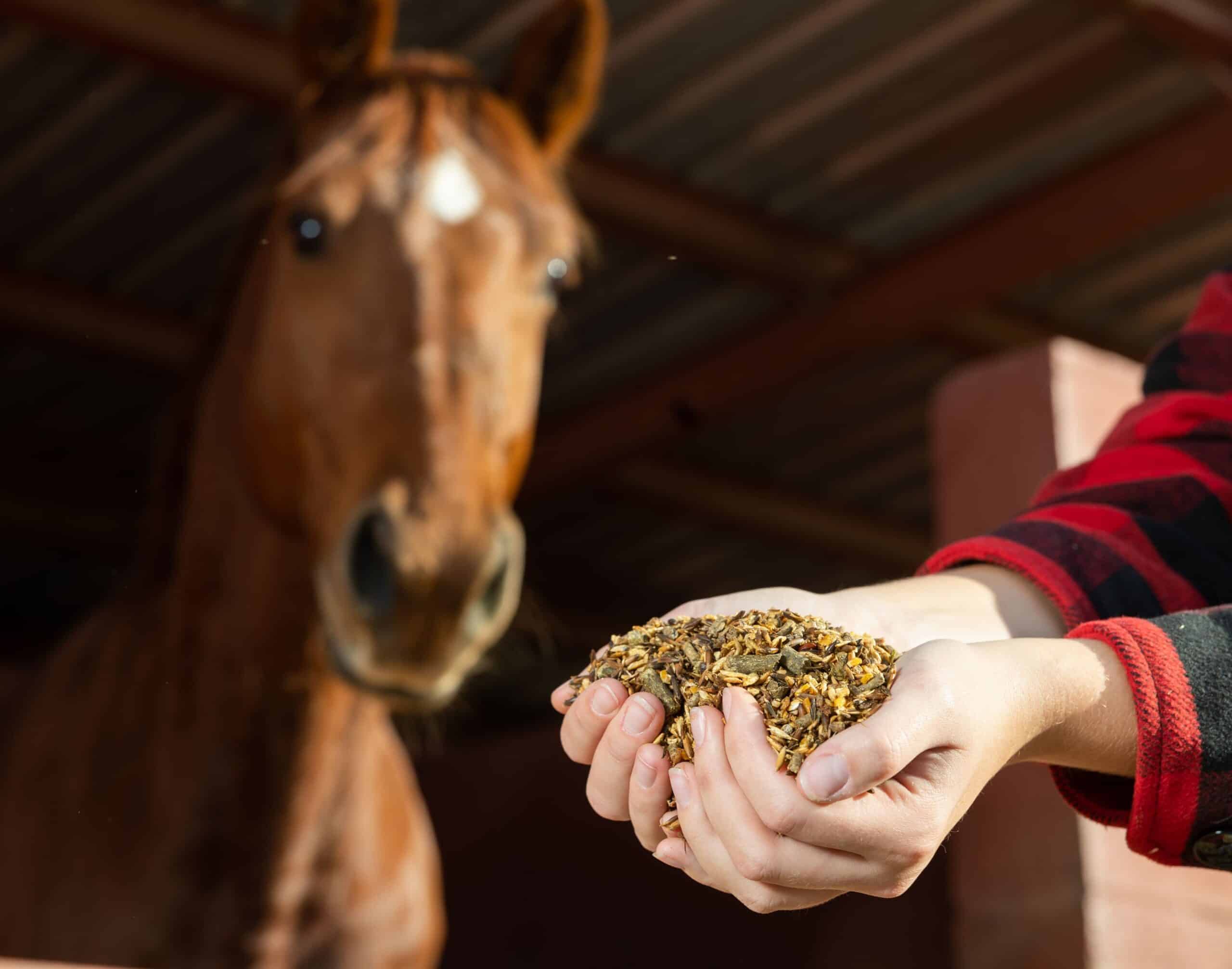 Nourriture de qualité, céréales et compléments de soin pour chevaux